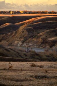 Uplands Coulees Lethbridge